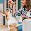 Ataşehir Kedi Köpek Vitamin Takviyeleri